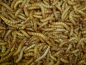 Preview: Riesen-Mehlwürmer in der Dose, ca 50g